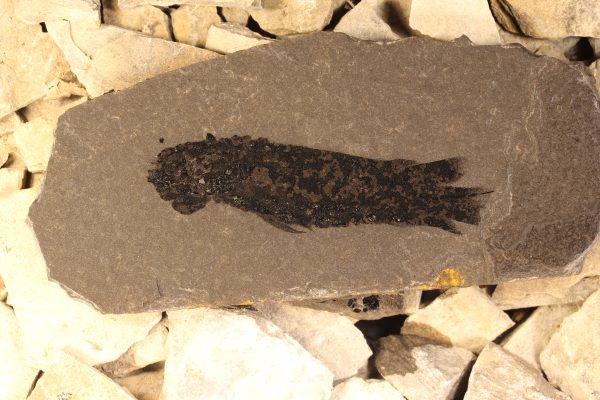 Buy fossil fish Dipterus fossil for sale