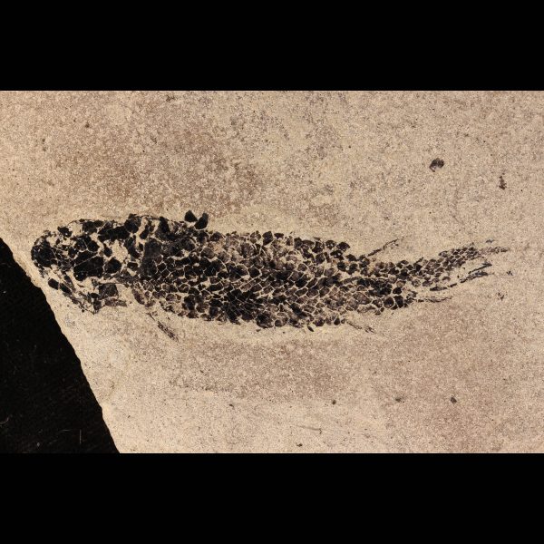 Fossil fish Osteolepis panderi tetrapod ancestor