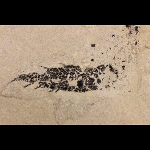 devonian tetrapodomorpha Osteolepis panderi fossil fish