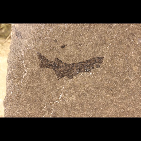 Devonian shark fossil mesacanthus pusillus