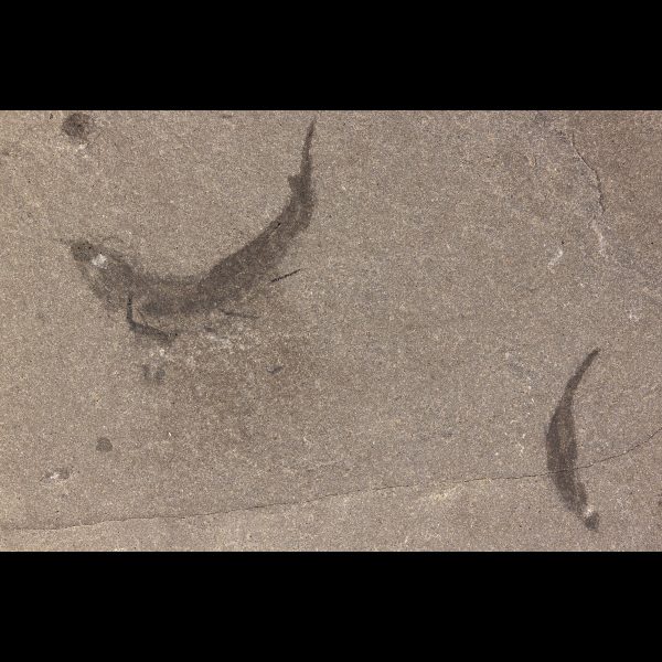 Shark fossils mesacanthus pusillus acanthodian