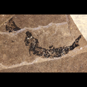 shark fossil mesacanthus pusillus