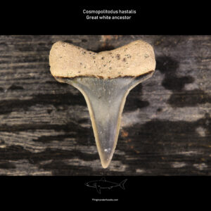 Belgian cosmopolitodus hastalis tooth