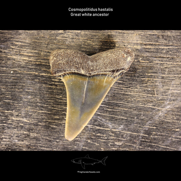 Belgian hastalis shark tooth