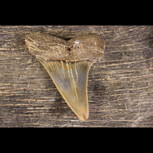 Belgian hastalis shark tooth Great White Carcharodon carcharias