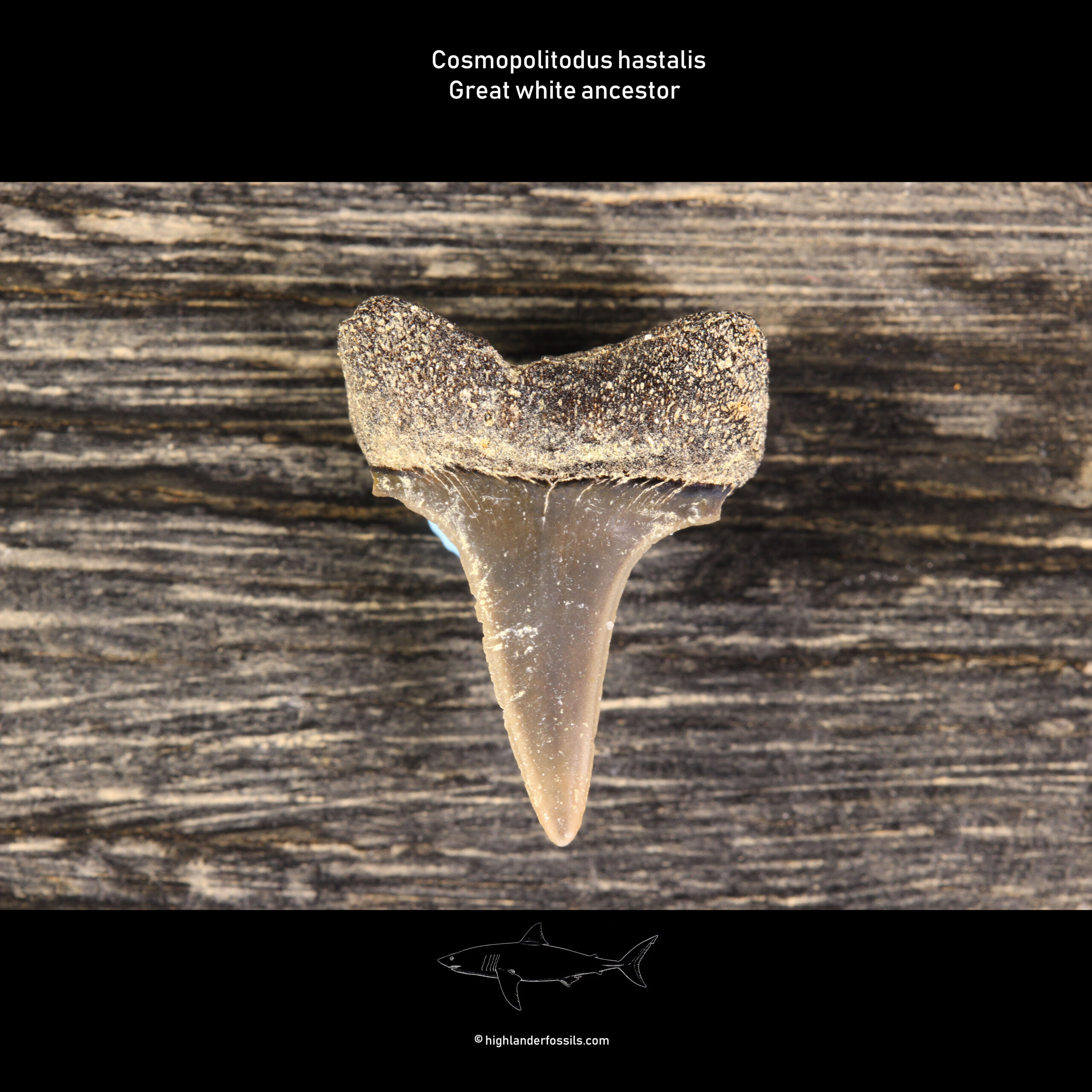 Isurus hastalis shark tooth Great White Carcharodon carcharias