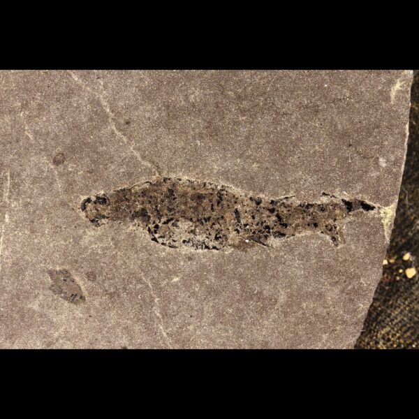 Mesacanthus fossil shark