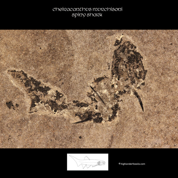 cheiracanthus murchisoni fossil shark devonian
