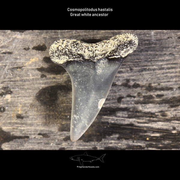 cosmopolitodus hastalis shark teeth