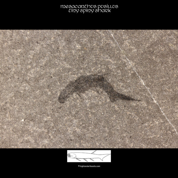 devonischer fossiler Hai mesacanthus pusillus fossil_