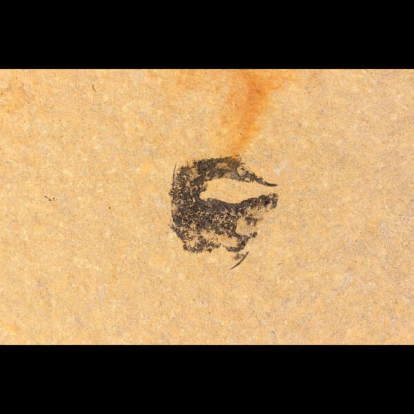 mesacanthus pusillus Scottish devonian fossil