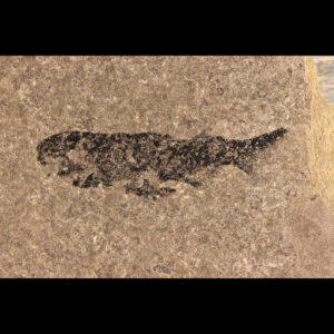 scottish fossil shark devonian mesacanthus pusillus