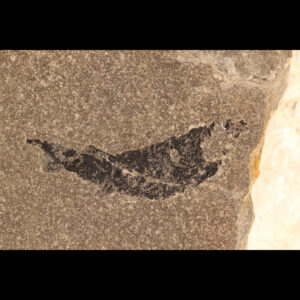 mesacanthus pusillus fossil shark