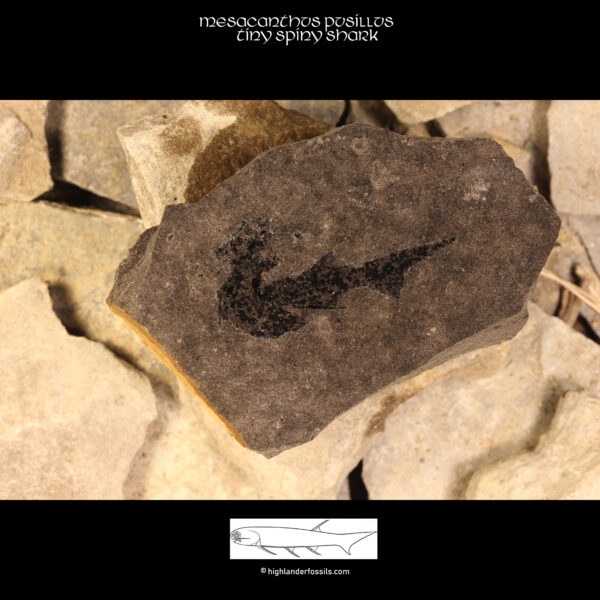 mesacanthus pusillus fossil shark_0543