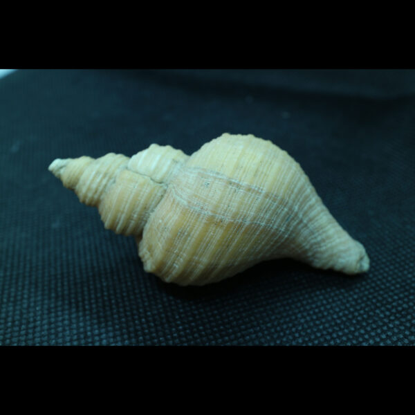 neptunea contraria fossil snail