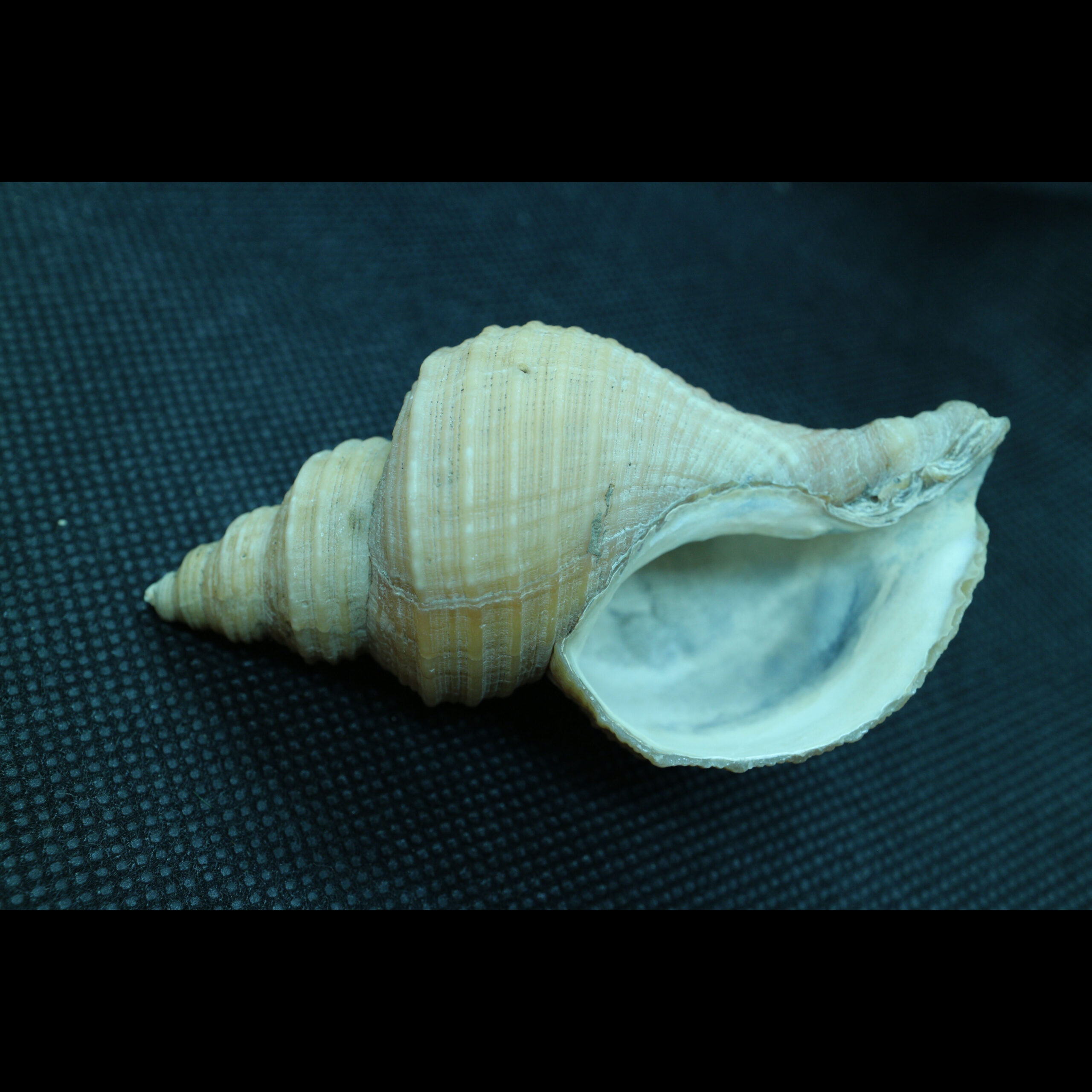 neptunea contraria fossil snail