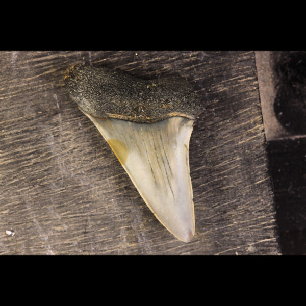 shark teeth belgian hastalis