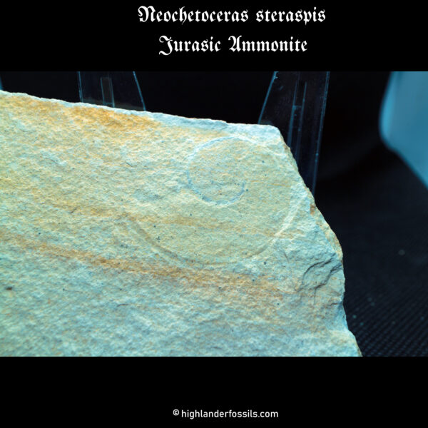 jurassic Neochetoceras steraspis