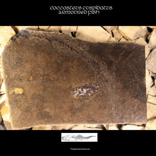 present fossil coccosteus