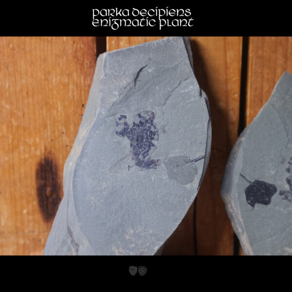 Parka decipiens enigmatic fossil