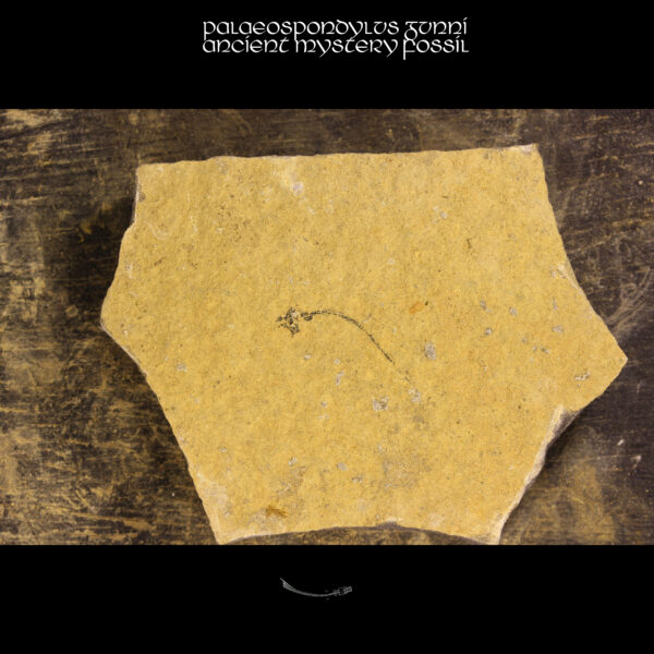 Palaeospondylus gunni enigmatic fossil